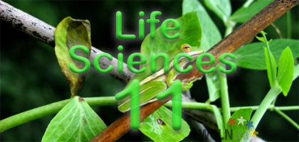 Life Sciences 11